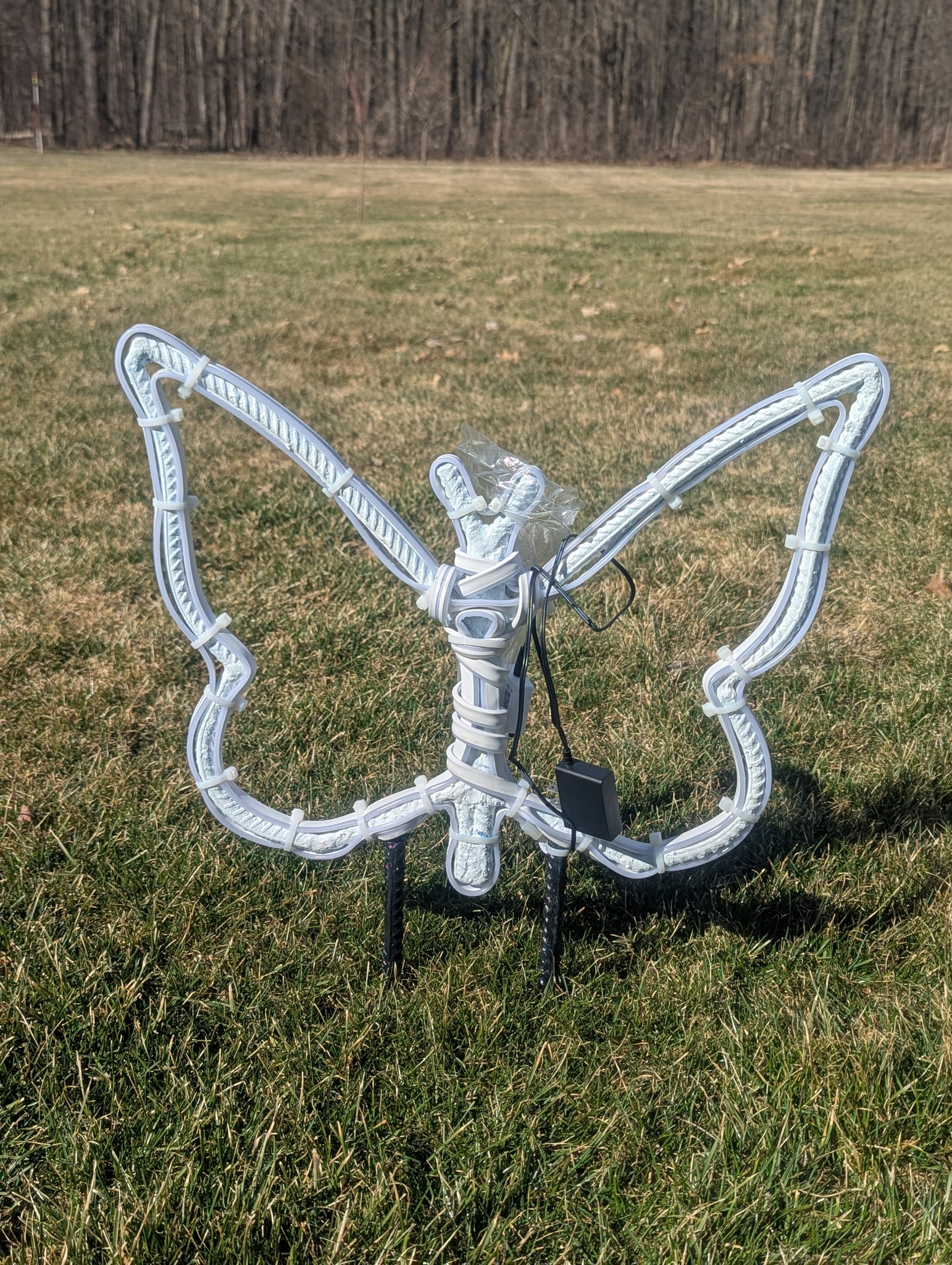 Small Butterfly Real Photo